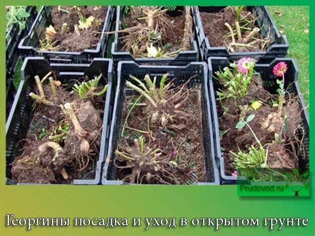Георгины при какой температуре высаживать в грунт. Клубни георгинов. георгины однолетние луковицы. георгины многолетние луковицы. георгины клубневые низкорослые.
