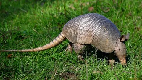 Животных есть панцирь