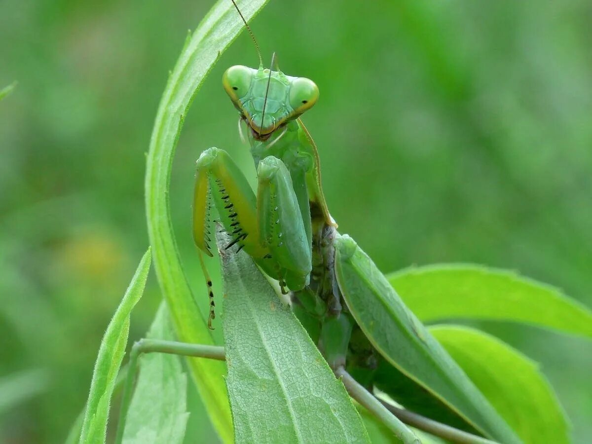 Какого цвета самка богомолов. Богомол обыкновенный (Mantis religiosa). Богомол Mantis religiosa самка. Богомол обыкновенный самка. Субтропический богомол.