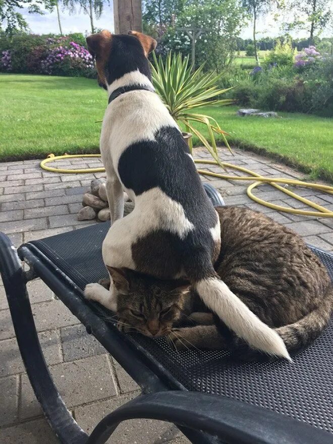 Доминирующий кот
