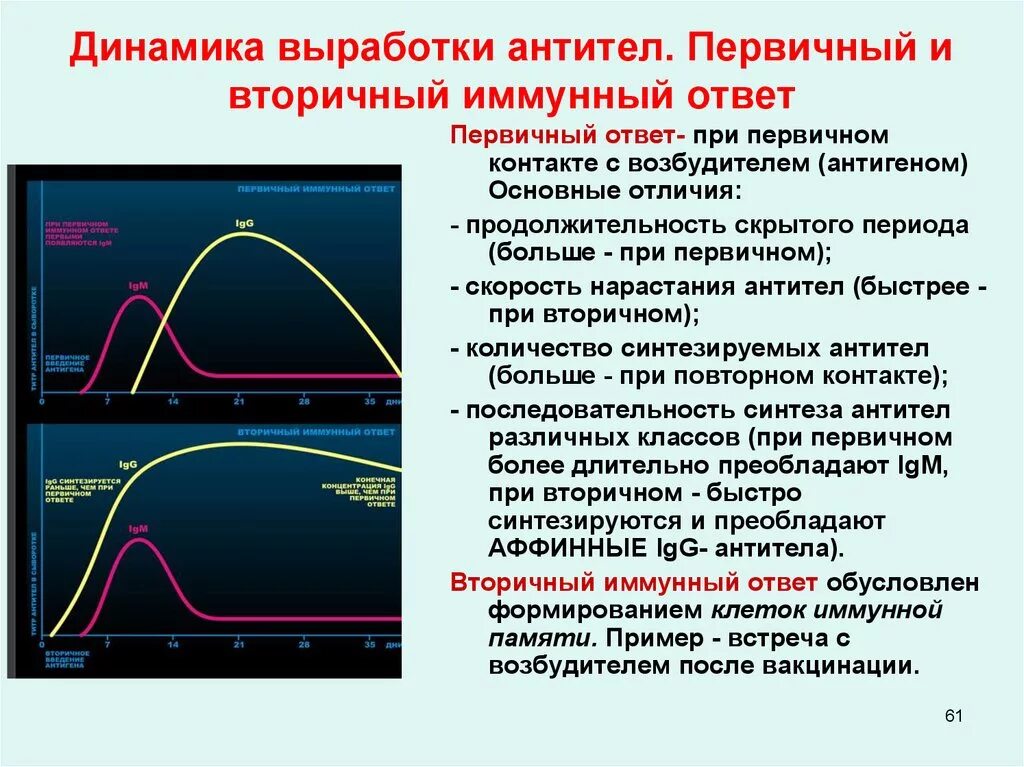 Выработка контактов. Динамика продукции антител при первичном и вторичном иммунном. Динамика образования антител микробиология. Динамика синтеза антител при первичном и вторичном иммунном ответе. Динамика синтеза антител первичный и вторичный иммунный ответ.