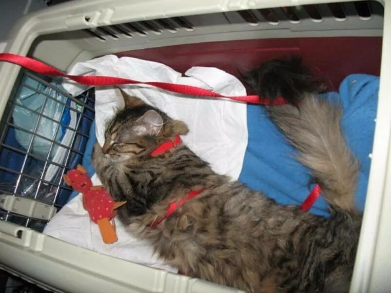 Кошка в поезде. Перевозка котов в поезде. Вагон для перевозки собак. Кот в самолёте впереноске. Можно перевозить животных в поезде