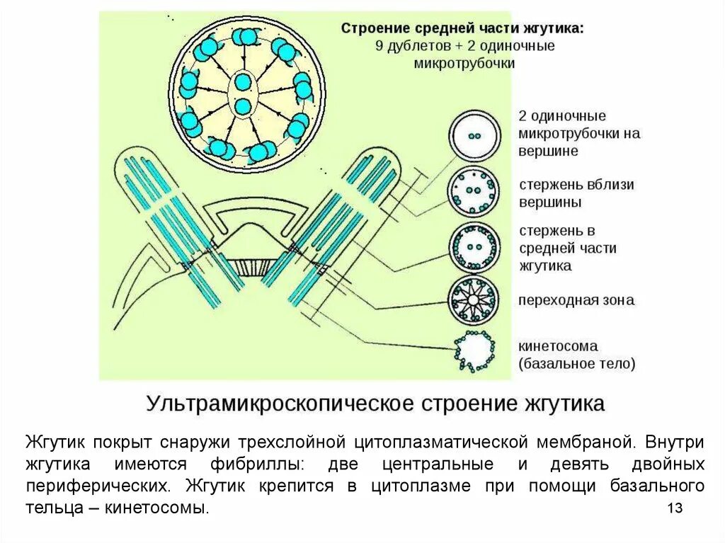 Нарушение клеточного цикла с помощью микротрубочковых ядов