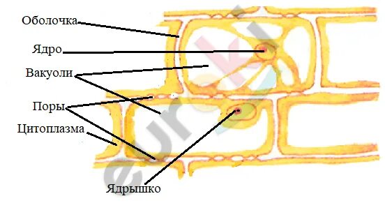 Клетки каких растений можно увидеть невооруженным глазом. Клетки каких растений можно увидеть невооруженным глазом