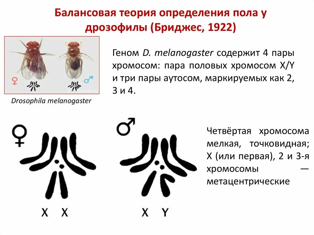 Пол у птиц хромосомы. Набор хромосом самца дрозофилы. Кариотип дрозофилы набор хромосом. Кариотип мушки дрозофилы. Набор хромосом у мухи дрозофилы.