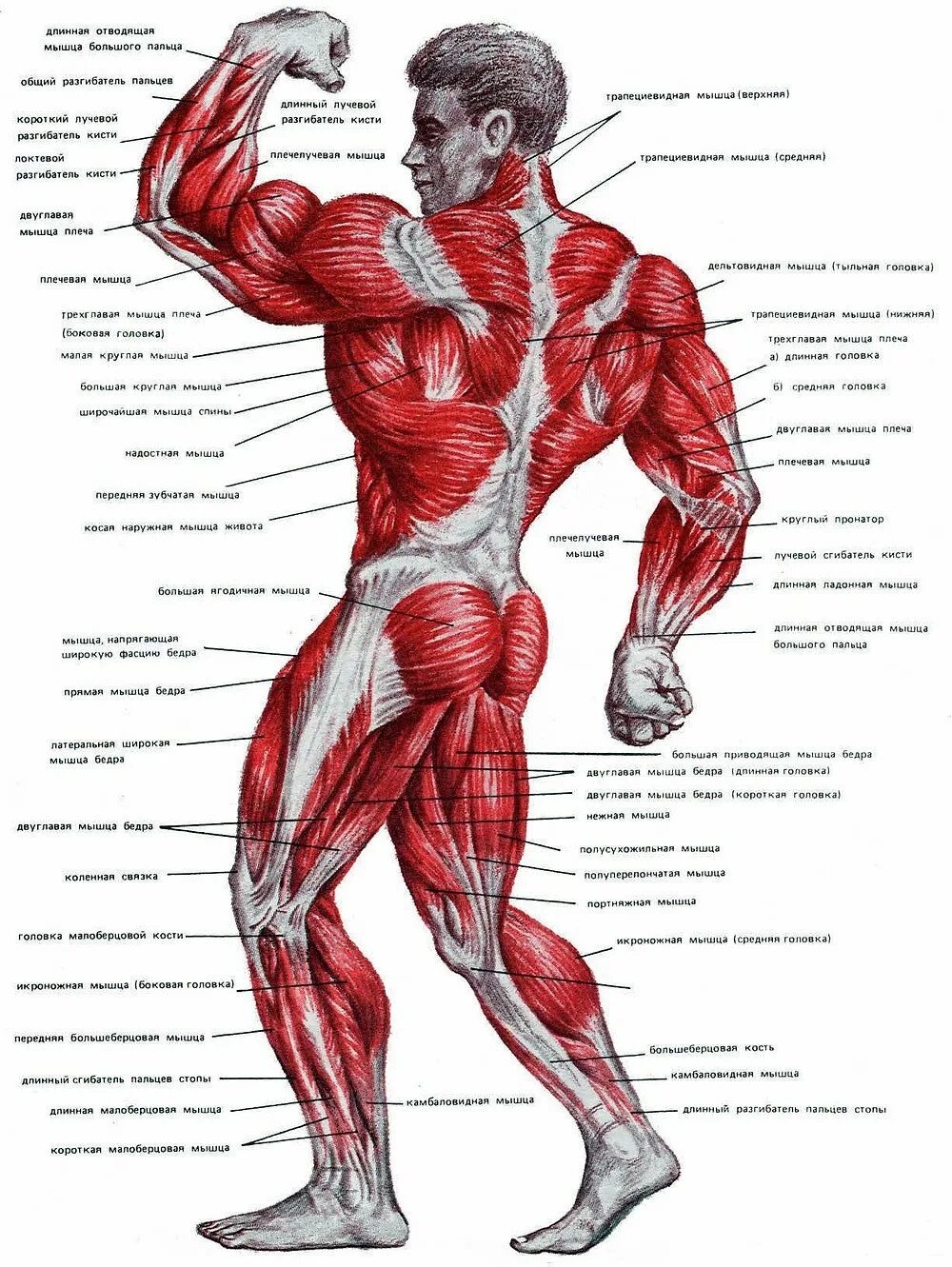 Описание мышц. Анатомия мышечной структуры человека. Мышечная система схема. Строение мышц человека схема. Мышечный скелет человека с названиями.