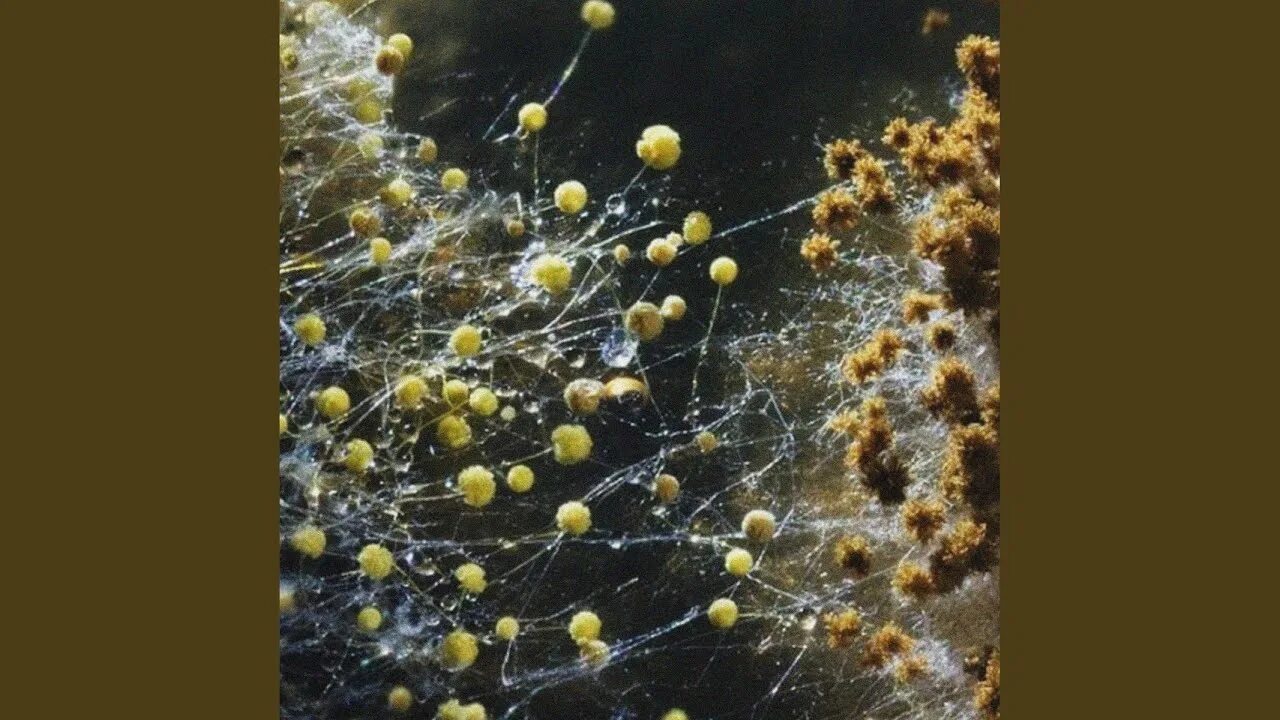 Berkas:Mucor (257 22) Fungus (genus Mucor).jpg - Wikipedia bahasa Indonesia, ens
