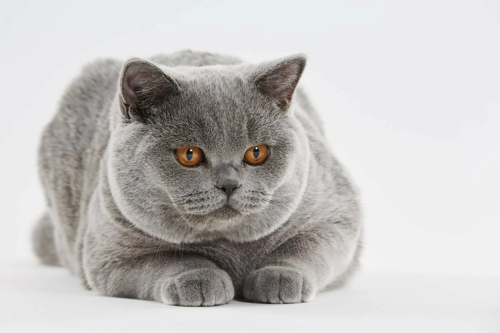 Британский и шотландский кот