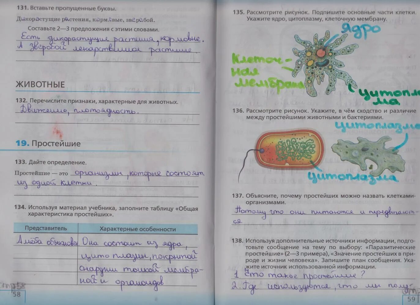 Рабочая тетрадь 5 класс стр 59. Биология 5 класс рабочая тетрадь стр 58. Биология 5 класс рабочая тетрадь стр 59. Биология 5 класс рабочая тетрадь страница 58 простейшие. Биология 5 класс рабочая тетрадь Сонин стр 58-59 номер 133.