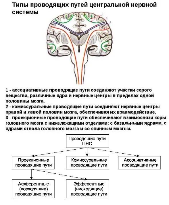Проводящие системы головного мозга. Проводящие пути ЦНС таблица. Проводящие пути ЦНС анатомия в таблицах. Классификация проводящих путей головного и спинного мозга. Проекционные проводящие пути центральной нервной системы таблица.