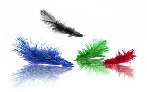 Colourful feathers