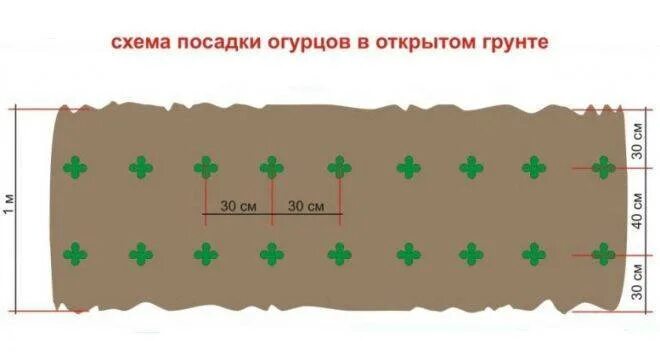 Огурцы правильная посадка. Посадка огурцов в открытый грунт семенами. Огурцы посадка в открытый грунт семенами. Посадка огурцов в открытый грунт рассадой в мае. Как садить семена огурцов в открытый грунт.