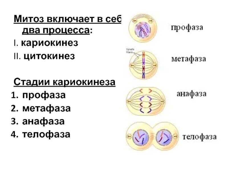 Митоз какой метод исследования. Процесс кариокинеза. Характеристика стадий митоза: профазы, метафазы, анафазы, телофазы.. Цитокинез и кариокинез. Кариокинез в митозе состоит из.