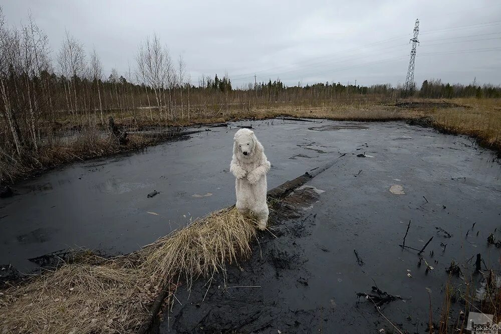 Проблема загрязнения в россии. Разлив нефти в тундре. Экологическая катастрофа в тундре. Нефтяная катастрофа в Западной Сибири. Разлив нефти в Западной Сибири.