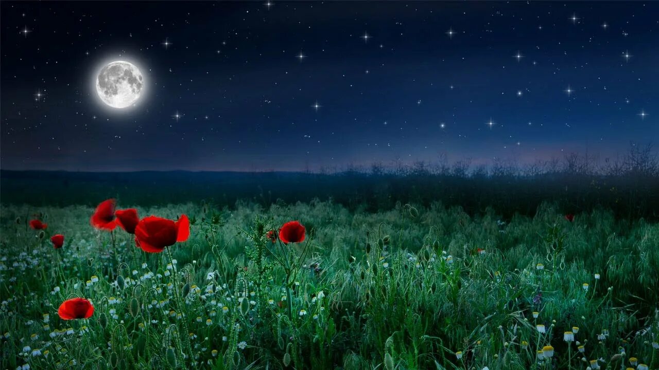 Маки в поле. Мак ночью. Маковое поле ночью. Маковое поле ночью. Мак ночью.