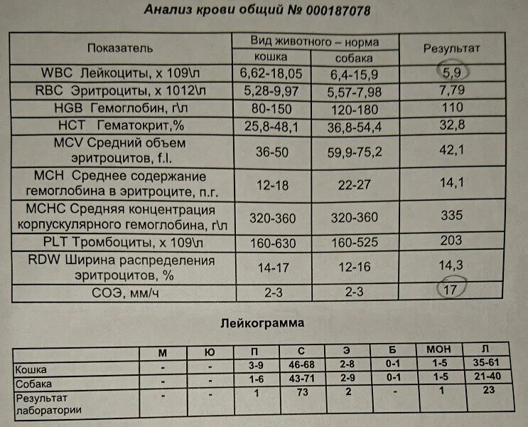 Анализ крови у кошек. Биохимическое исследование крови собаки ОАК. Анализ крови у собаки биохимия расшифровка. Общий анализ крови у животных. Общий анализ крови Результаты.