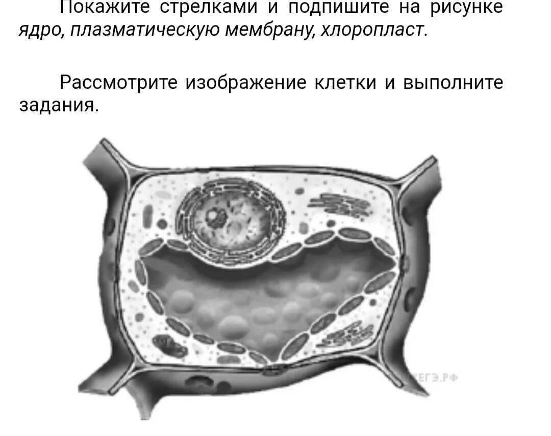 Ядро хлоропласт клеточная стенка. Мембрана, стенка, цитоплазма, ядро. Рассмотрите изображение клетки и выполните задания. Что такое ядро цитоплазма хлоропласт.