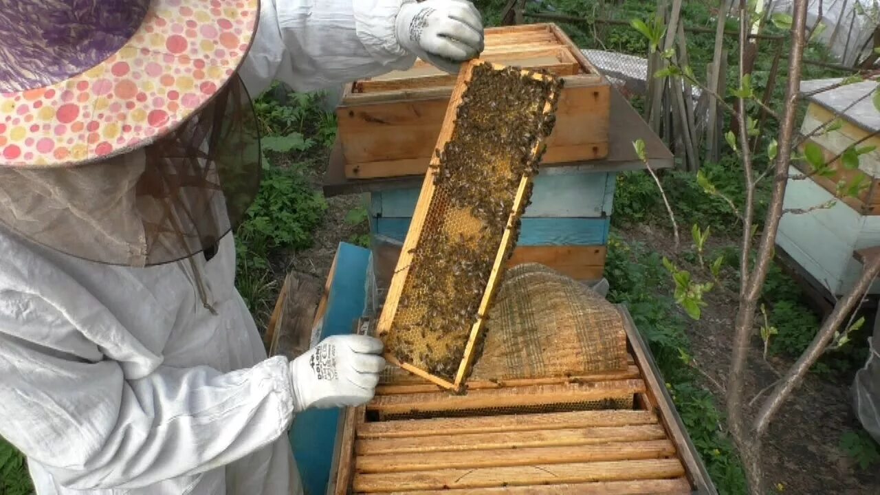 Видео пчеловодство новинки. Кормушка для пчел. Пчеловод с корпусом. Отстройка рамок пчелами. Расширение пчелиного гнезда весной.