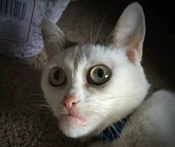 Кот с круглыми глазами мем Anime Eyebrows https:///331yhnx #cat #cats #cute #kittens #feline #animals