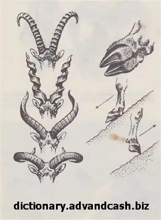 Рога парнокопытных строение. Рога парнокопытных строение. Строение рога козы. Типы рогов у животных. Рога парнокопытных строение.