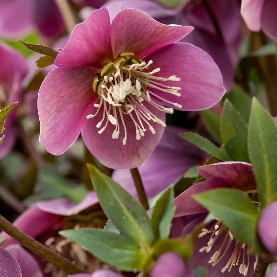 Морозник авито. Морозник геллеборус. морозник (геллеборус, helleborus). морозник пурпураскенс. морозник красноватый.
