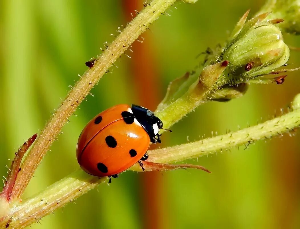 божья коровка двенадцатиточечная. божья коровкаоранжевыый. черно оранжевая божья коровка. люцерновая божья коровка. оранжевая божья коровка.