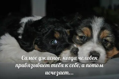Собака верность и любовь