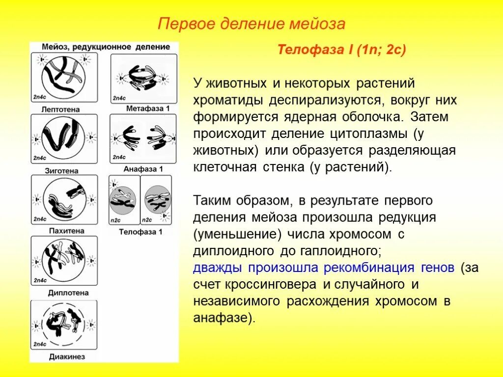 Первое деление мейоза профаза 1. Редукционное деление мейоза профаза 1. Профаза 1 деления мейоза. Профаза 1 хромосомы. Мейоз происходит у человека