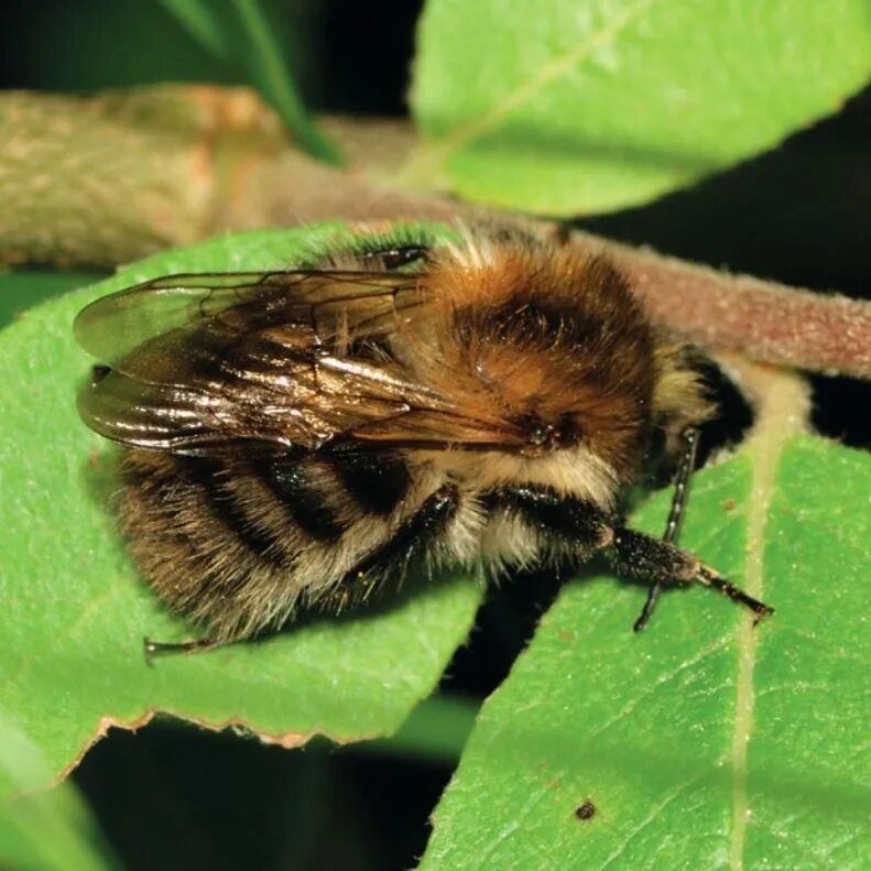 Brown banded. Полевой Шмель Bombus pascuorum. Bombus pascuorum гнездо. Bombus californicus. Bombus humilis.