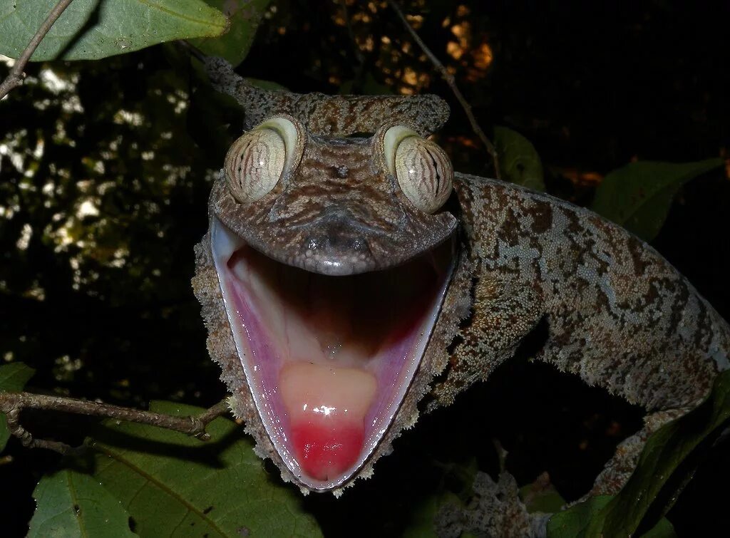 Мадагаскарский плоскохвостый геккон. Uroplatus fimbriatus. Уроплятус фимбриатус. Эндемики Мадагаскара.