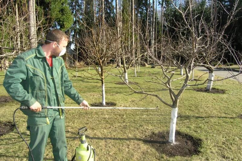 Опрыскивани к деревьев. Обработка деревьев и кустарников. Обработка плодовых деревьев. Опрыскивание сада. Опрыскивания фруктовых деревьев