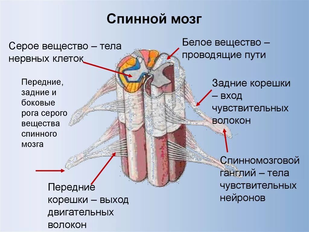 Передний столб спинного мозга. Строение серого и белого вещества спинного мозга. Серое и белое вещество спинного мозга анатомия. Строение серого вещества в спинном мозге. Строение спинного мозга белое и серое вещество мозга.