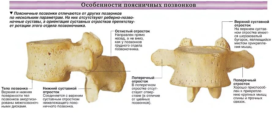 Поясничный позвонок вид сбоку. Особенности строения поясничного позвоночника. Поясничный позвонок анатомия. Особенности строения поясничного позвоночника. Поясничный позвонок вид сбоку и сверху.