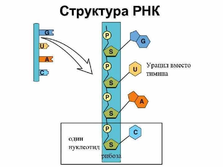 Какое строение рнк. Состав и строение рнк. структура рнк. структура молекулы рнк. строение молекулы рнк.