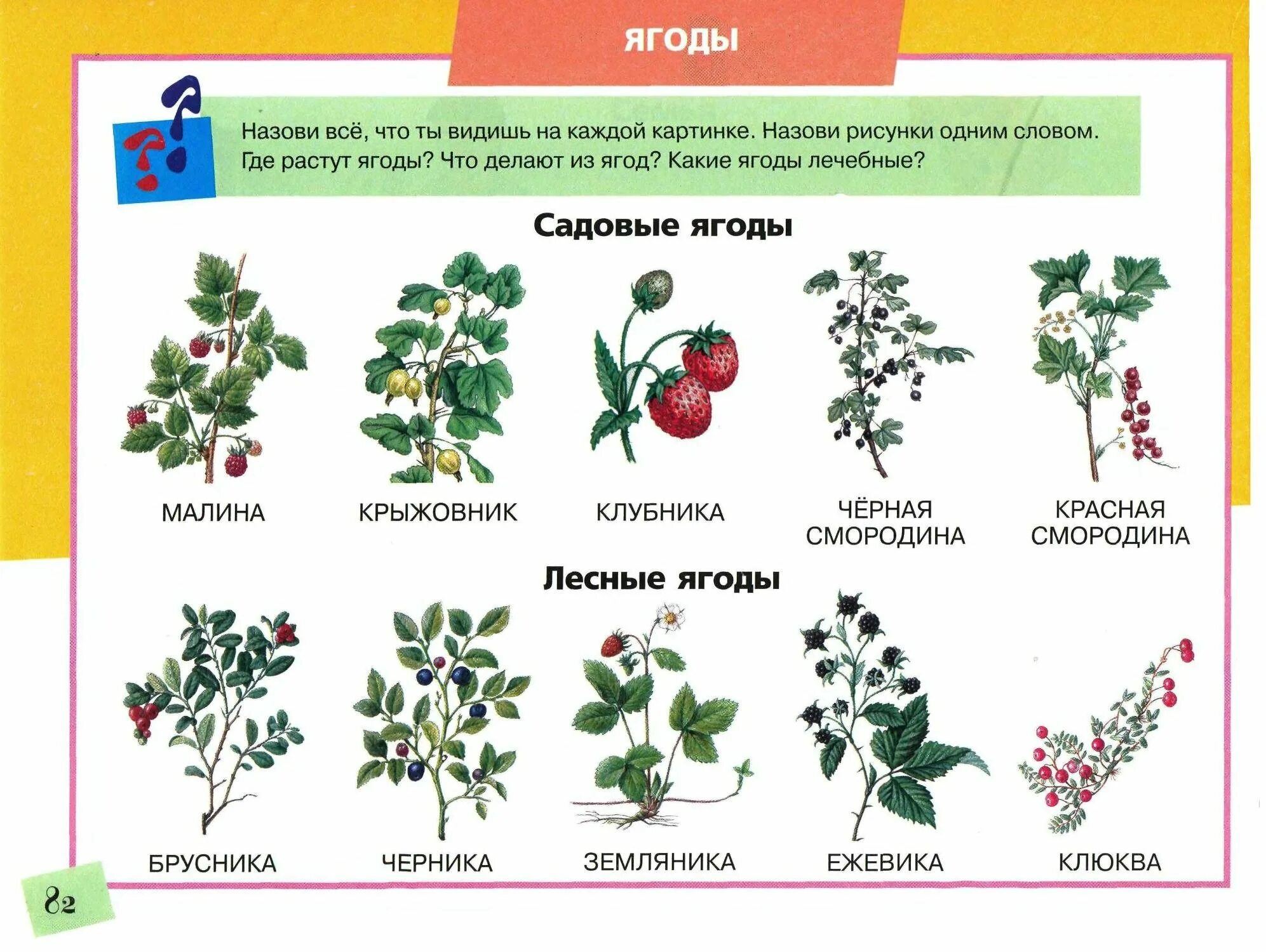 Как называется ягодка. Лесные и садовые ягоды. Ягоды Лесные и садовые для дошкольников. Садовые ягоды названия. Ягоды для дошкольников с названиями.