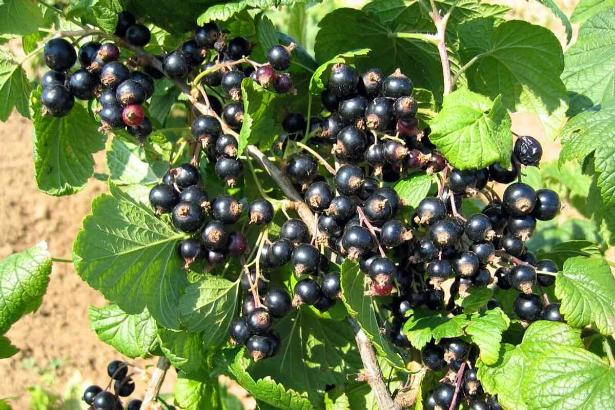 Смородина ribes nigrum. Смородина черная Шадриха. Смородина черная Севчанка. Смородина черная Литвиновская.