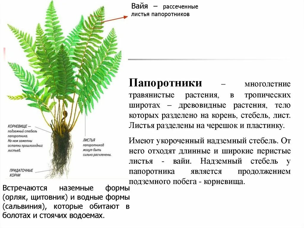 Листья вайи папоротника. Папоротник нефролепис корни. Характеристика папоротника лист Вайя. Папоротник Щитовник строение.