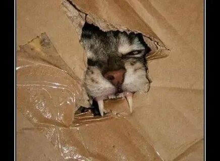 Why did the second cat complain