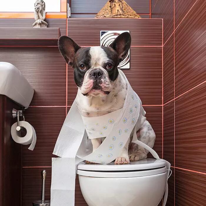 Француз не пишет. Туалет для собак. Собака на унитазе. Приучить собаку к унитазу. Французский бульдог на унитазе.