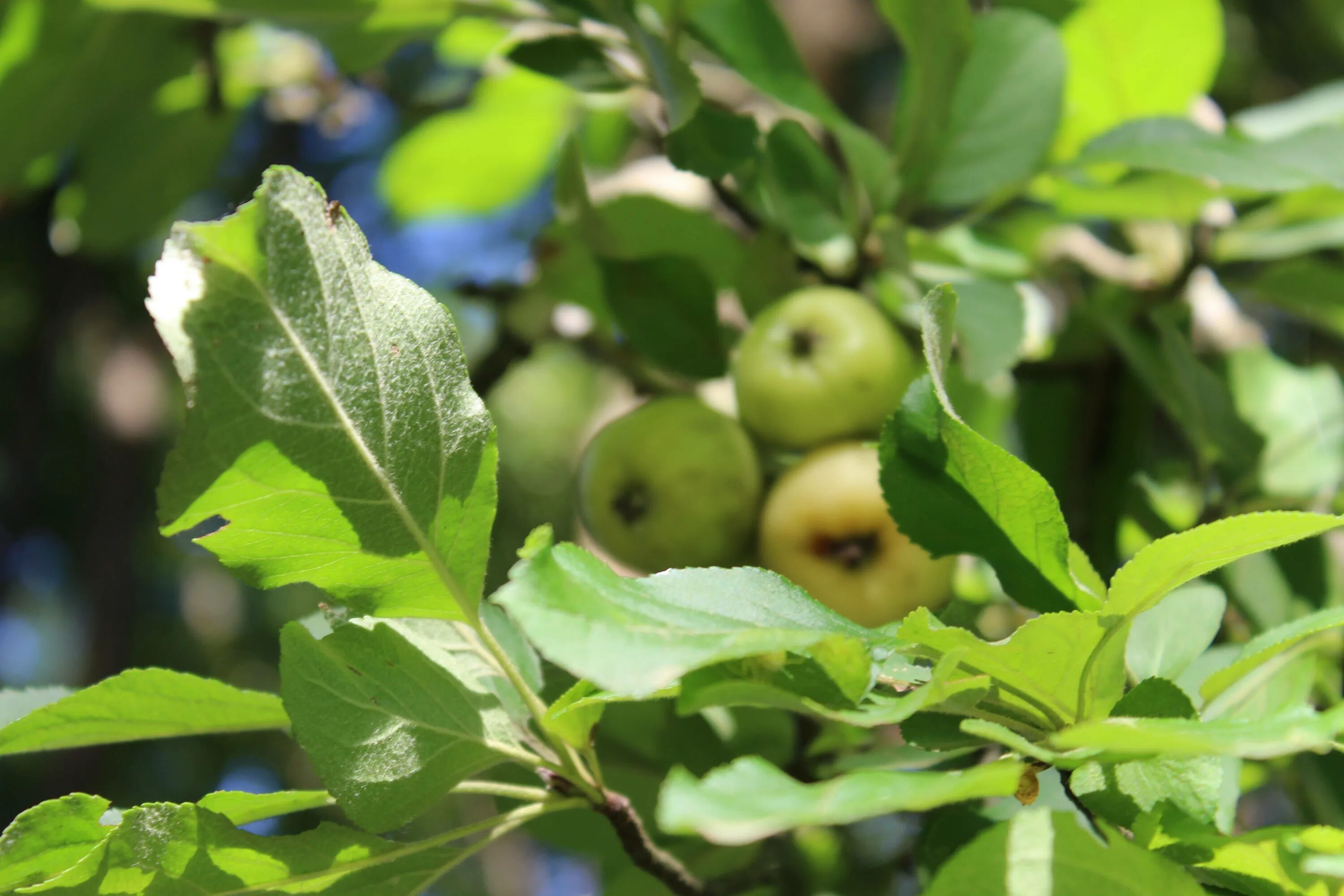 Яблоня Лесная Malus Sylvestris. Яблоня Лесная биттенфейдэ. Яблоня Лесная (дичок). Яблоня дичка.