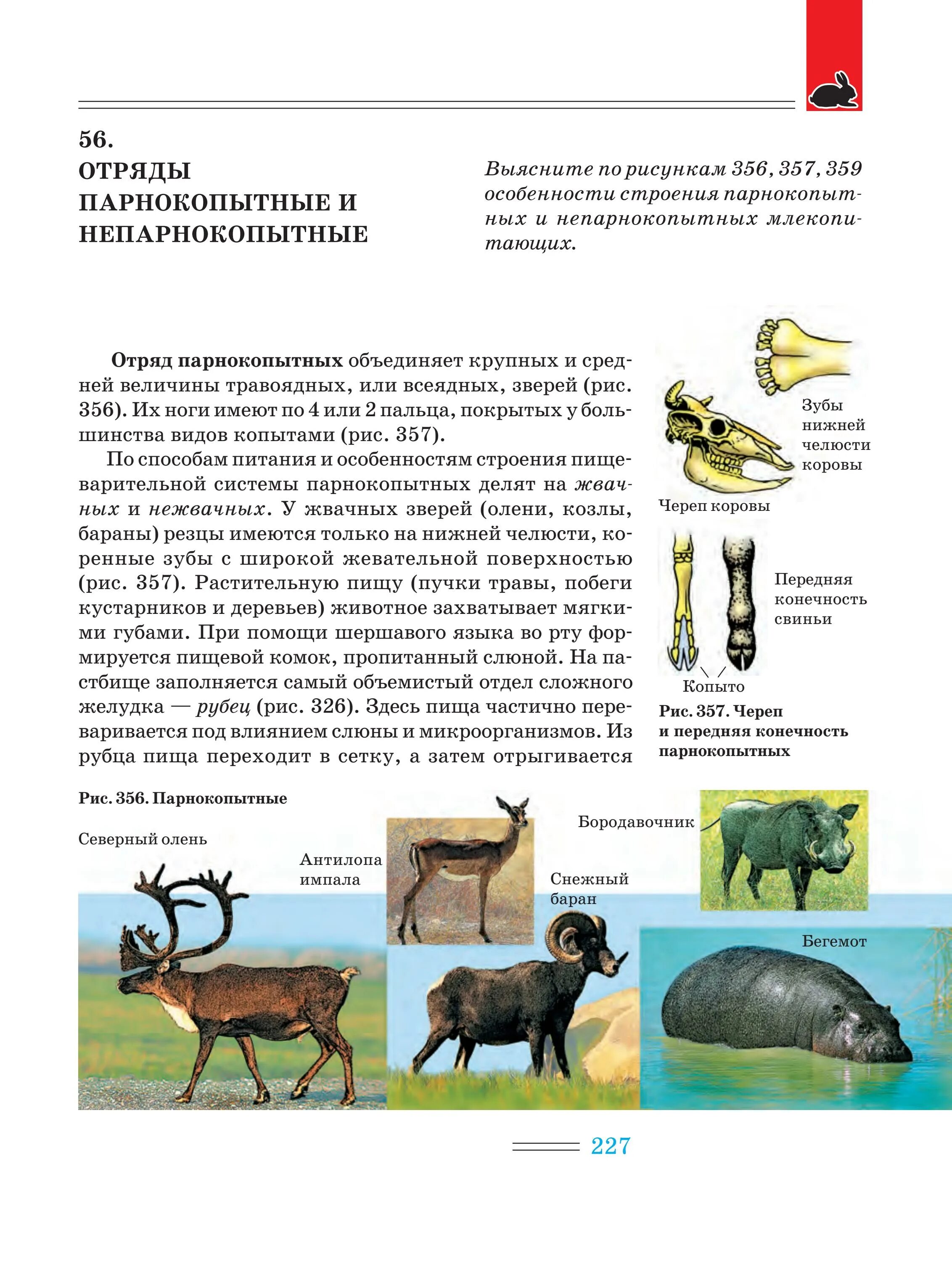 Сравните парнокопытных и непарнокопытных