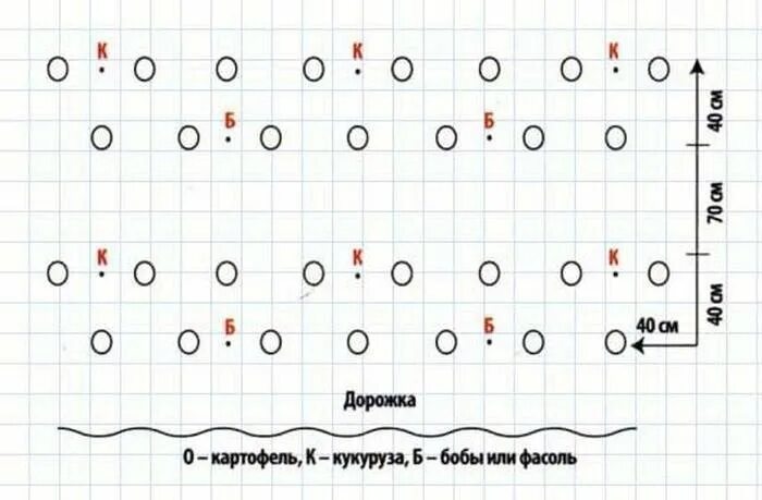 Расстояние между боровками при посадке картофеля. Сажаем картошку схема посадки. посадка картофеля сдвоенными рядами схема. схема посадки картофеля в открытом грунте в грядки. схема посадки бобов на грядке.