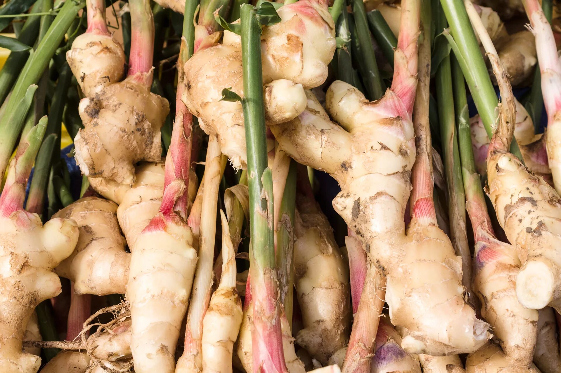 Как растет имбирь в природе. Zingiber officinale. имбирь растение. имбирь корневище. имбиря лекарственного корневища.