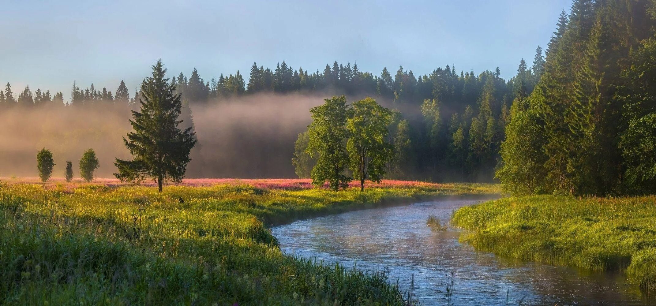 Лужский район лето лес. Фёдор Лашков фотограф река. Handersen ru
