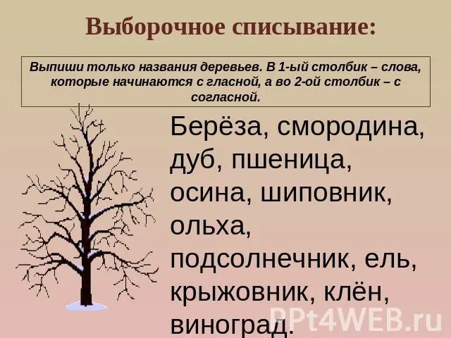 Дерево на начало слова. Выборочное списывание. Деревья которые начинаются с гласной. Название деревьев на гласную букву. Выборочное списывание 2 класс.