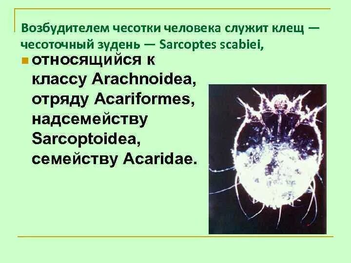 Почему чесоточного клеща называют зуднем обоснуйте