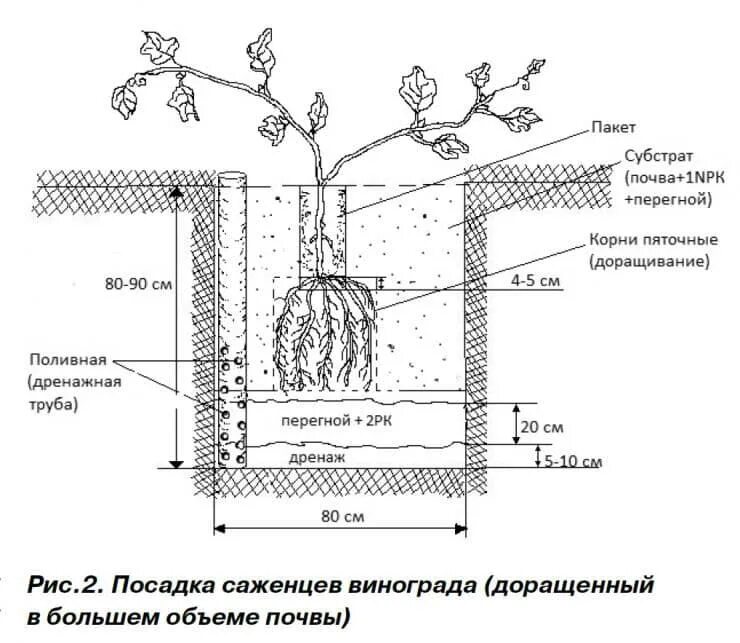 Посадка винограда весной саженцами в открытый. Посадка винограда весной саженцами для начинающих. Схема посадочной ямы для винограда. Схема ямы для посадки винограда. На какую глубину сажать виноград