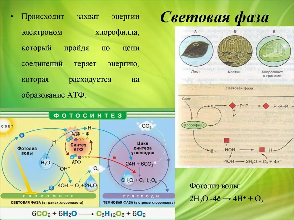 Расходуется атф фаза