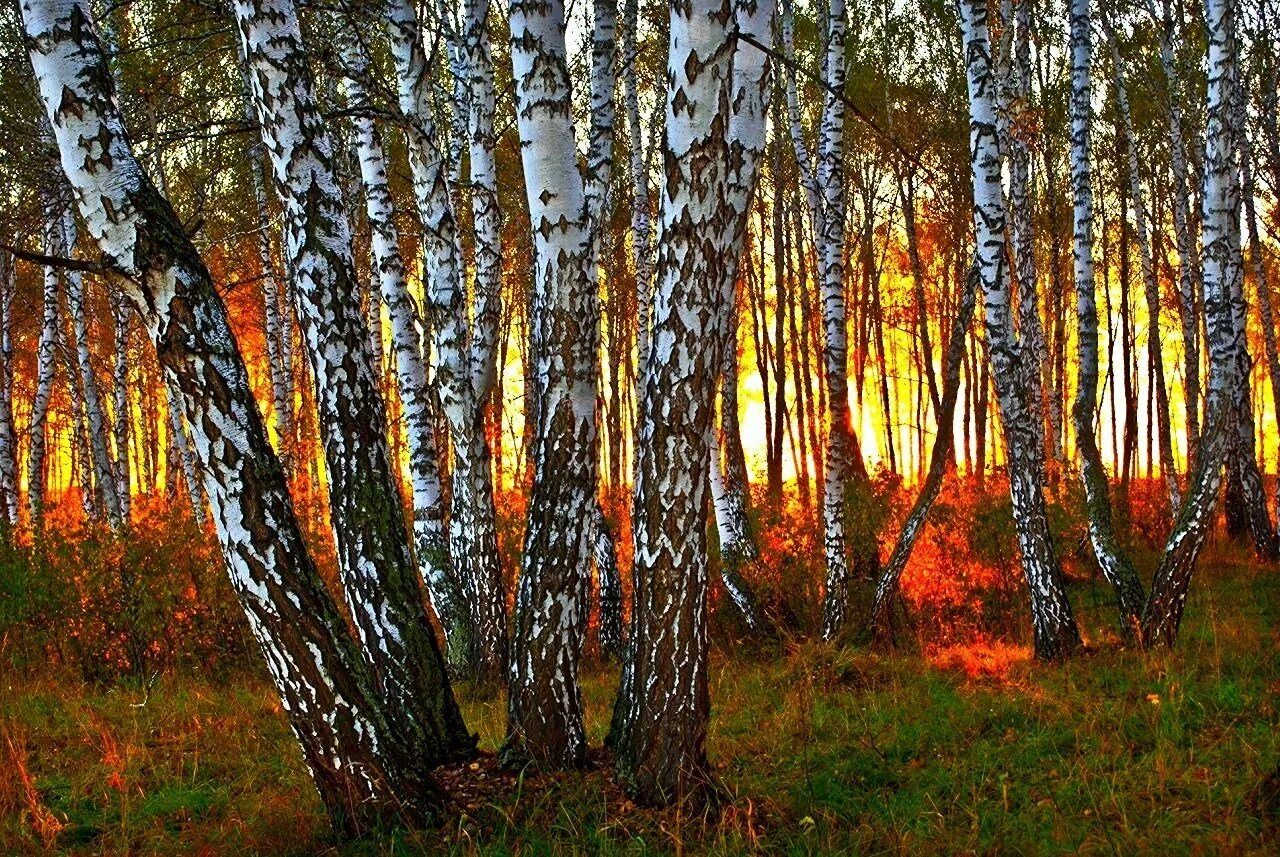 Милые березовые чащи ты земля