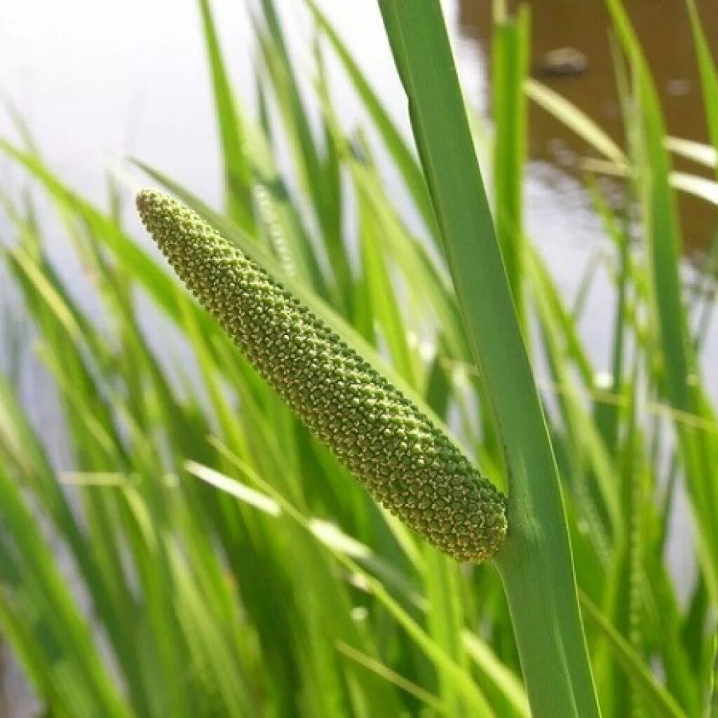 АИР обыкновенный - Acorus Calamus. АИР болотный (Acorus Calamus). АИР болотный (Acorus Calamus l.).. АИР болотный (Acorus Calamus) p9. Покажи аир